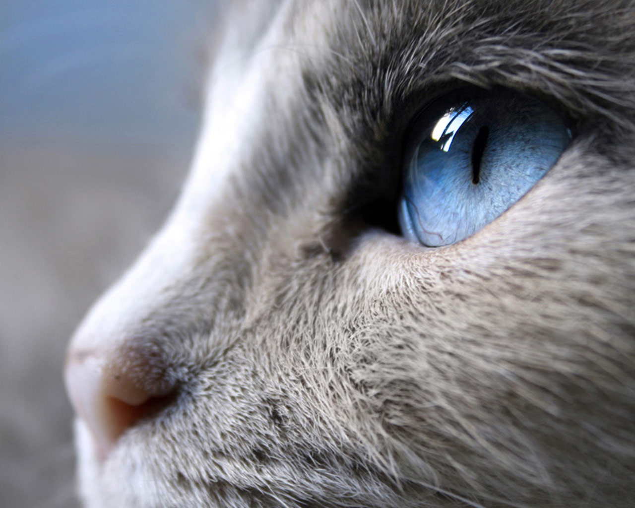 Serrade Petit Kitten: Serrade Siamese With Bonny Eyes Breed