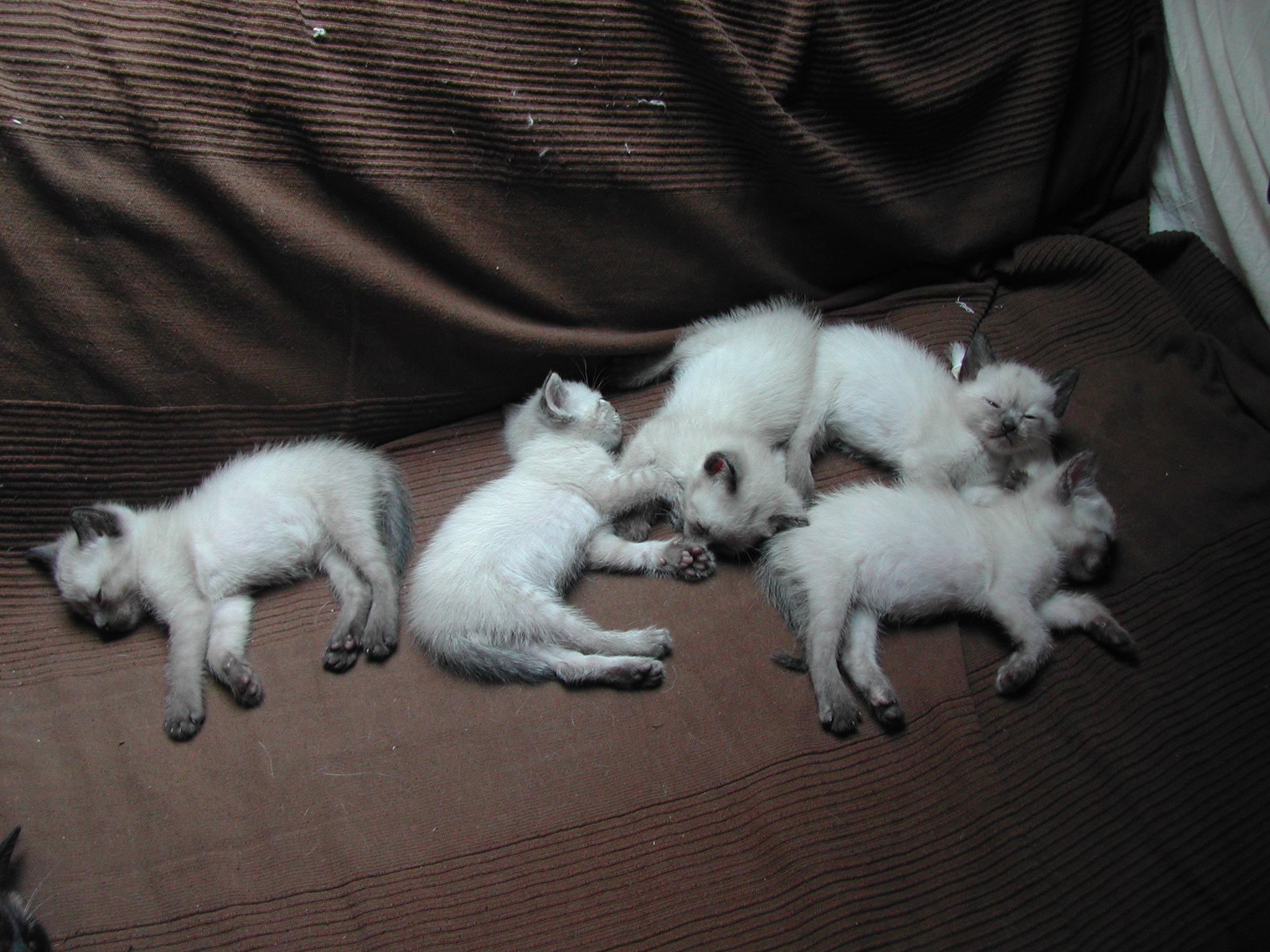 Serrade Petit Kitten: Serrade Sleeping German Rex Kittens Breed