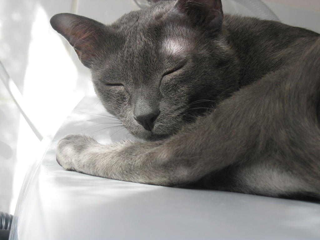 Serrade Petit Kitten: Serrade Sleeping Korat Breed
