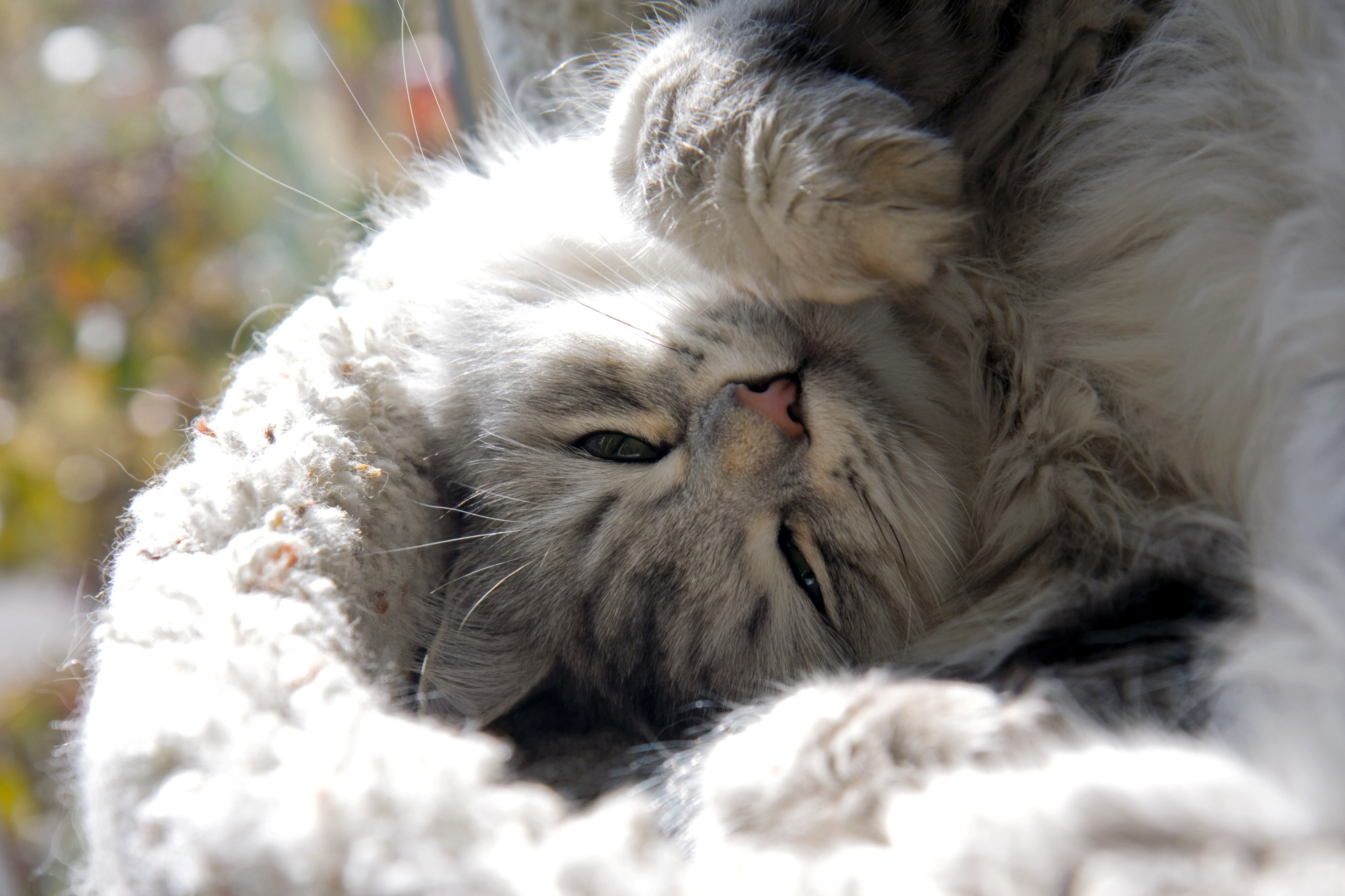 Serrade Petit Cat: Serrade Sleeping Siberia Breed