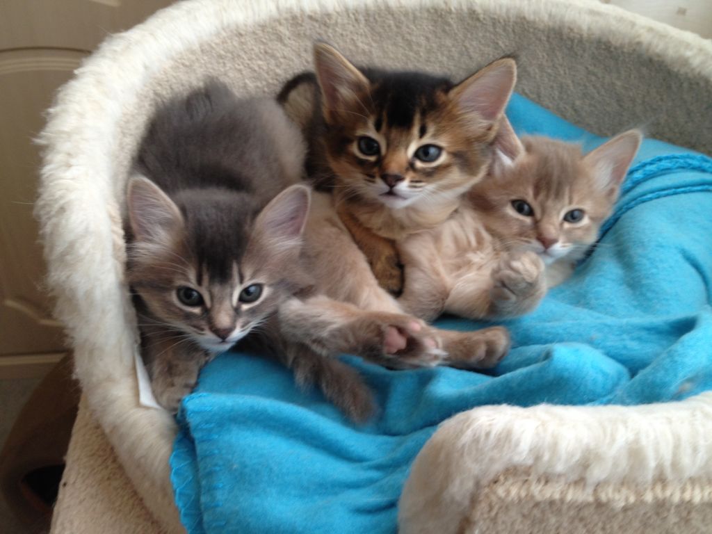 Serrade Petit Kitten: Serrade Somali Kittens Breed