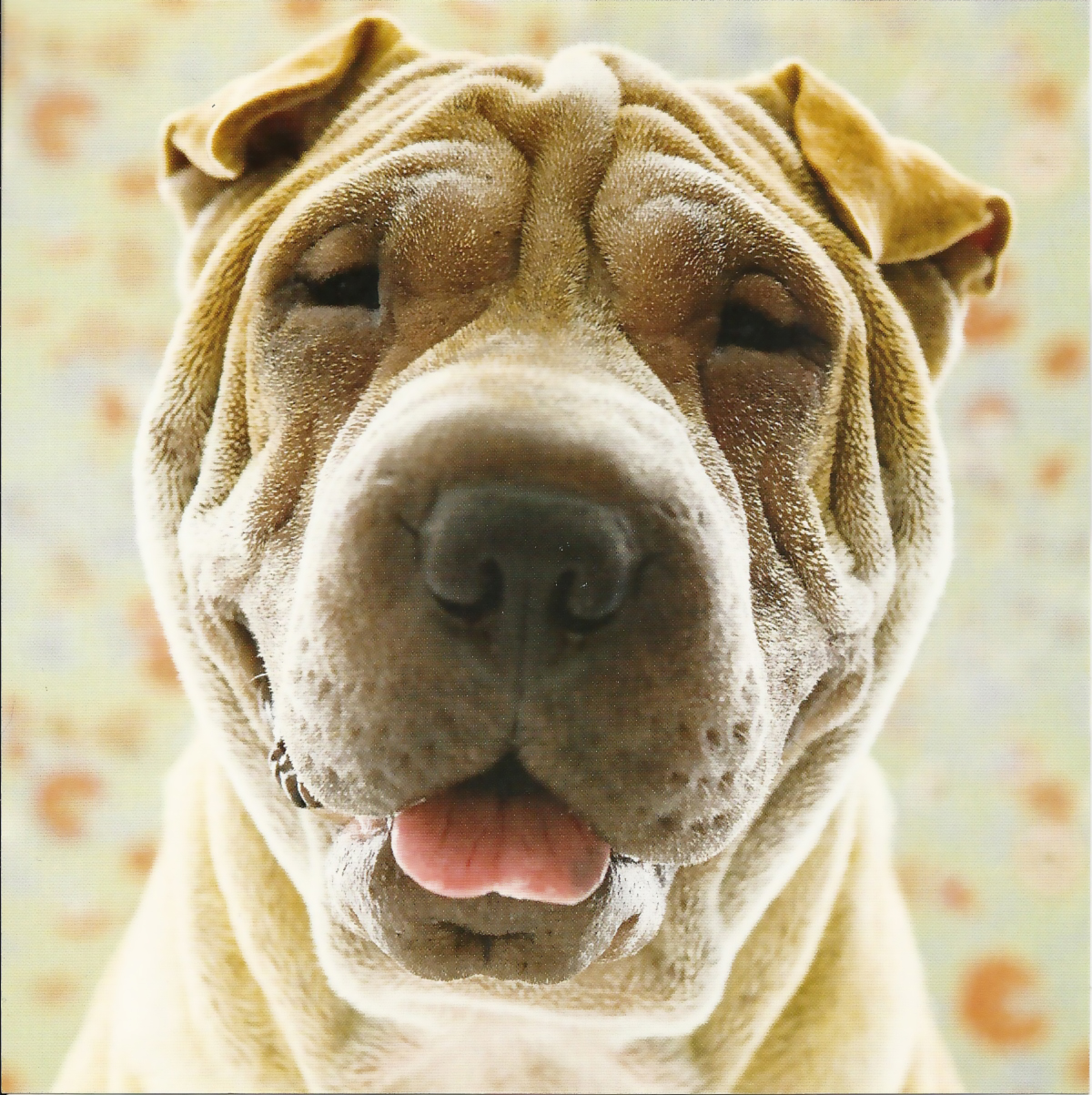 Shar Pei Dog: Shar Shar Pei Dog Face Breed