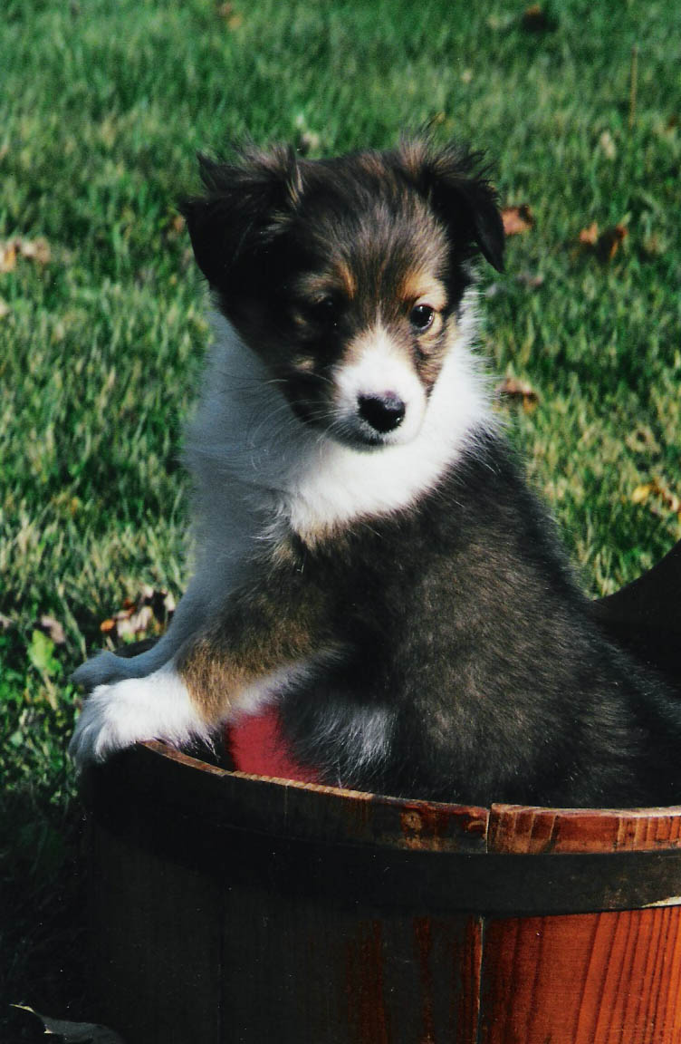 Shetland Sheepdog Puppies: Shetland Shetland Sheepdog Puppies Breed