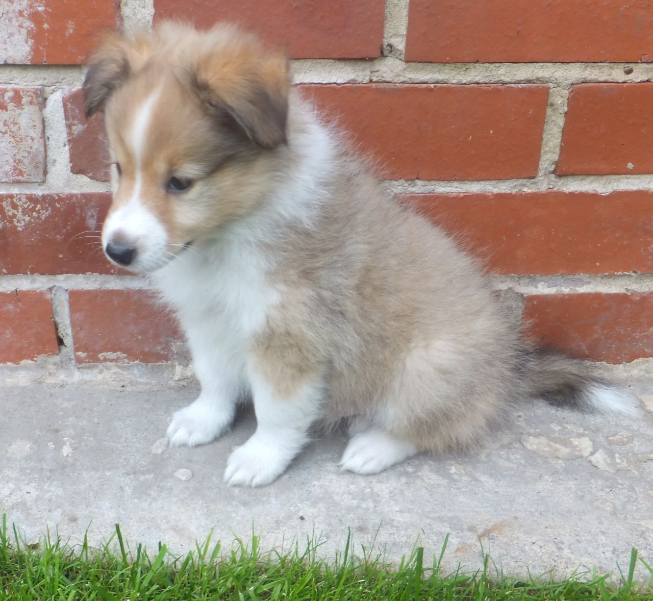 Shetland Sheepdog Puppies: Shetland Shetland Sheepdog Puppies Eaed Breed