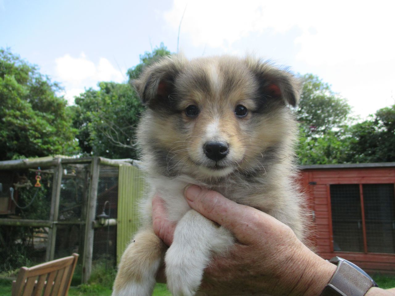 Shetland Sheepdog Puppies: Shetland Shetland Sheepdog Puppies For Sale St Austell Breed