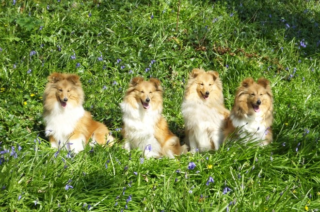 Shetland Sheepdog Puppies: Shetland Shetland Sheepdog Puppies Saltash Breed