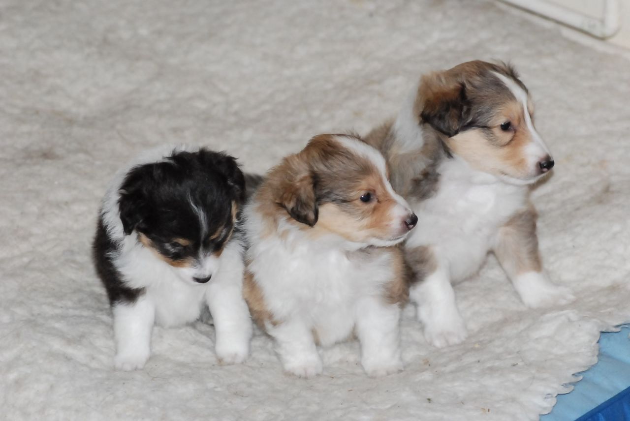 Shetland Sheepdog Puppies: Shetland Three Stunning Shetland Sheepdog Puppies For Sale Loughborough Breed