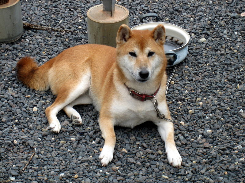 Shiba Inu Dog: Shiba Animalindex Breed