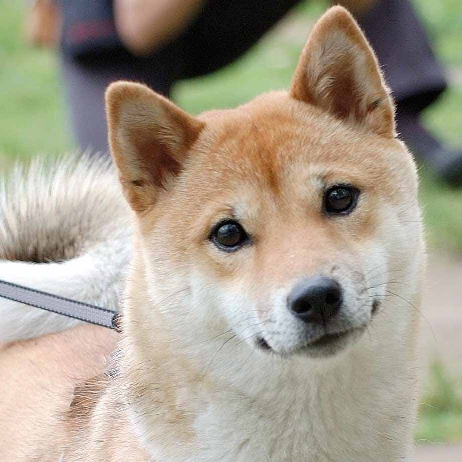 Shiba Inu Dog: Shiba Funny Shiba Inu Dog Breed