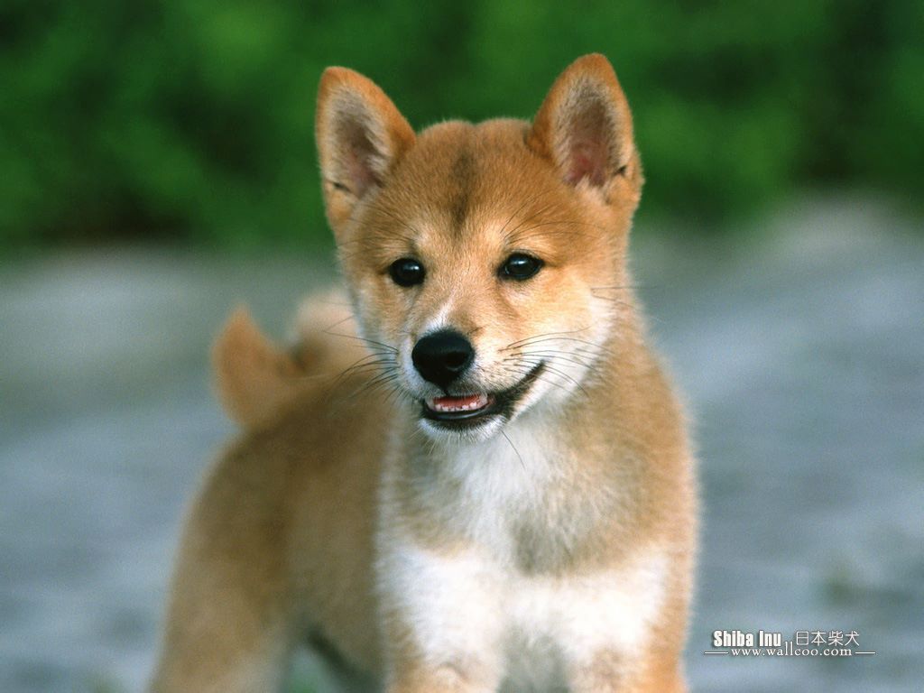 Shiba Inu Dog: Shiba Httpccsfanpopcomccsccshiba Inu Dogs Jpg Breed