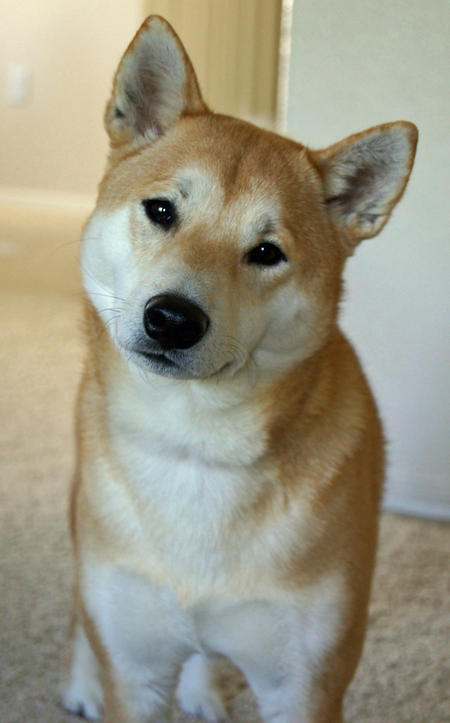 Shiba Inu Dog: Shiba Kaiser The Shiba Inu Breed
