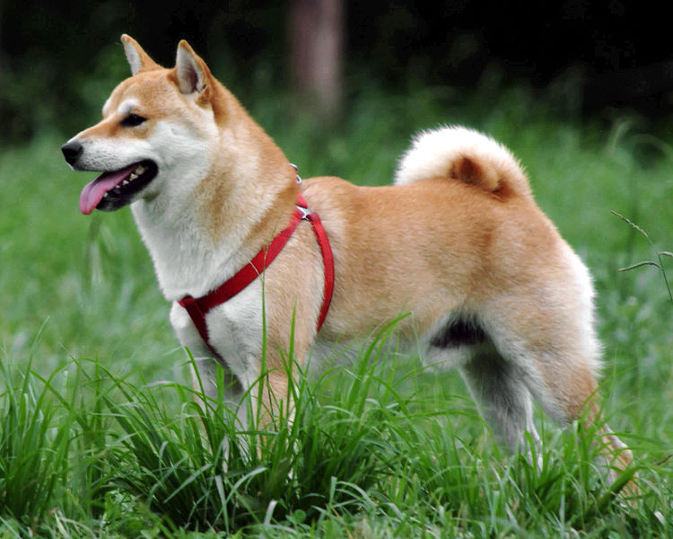 Shiba Inu Dog: Shiba Shiba Inu Dog Breed