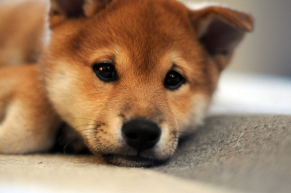 Shiba Inu Puppies: Shiba The Little Fox Shiba Inu Breed