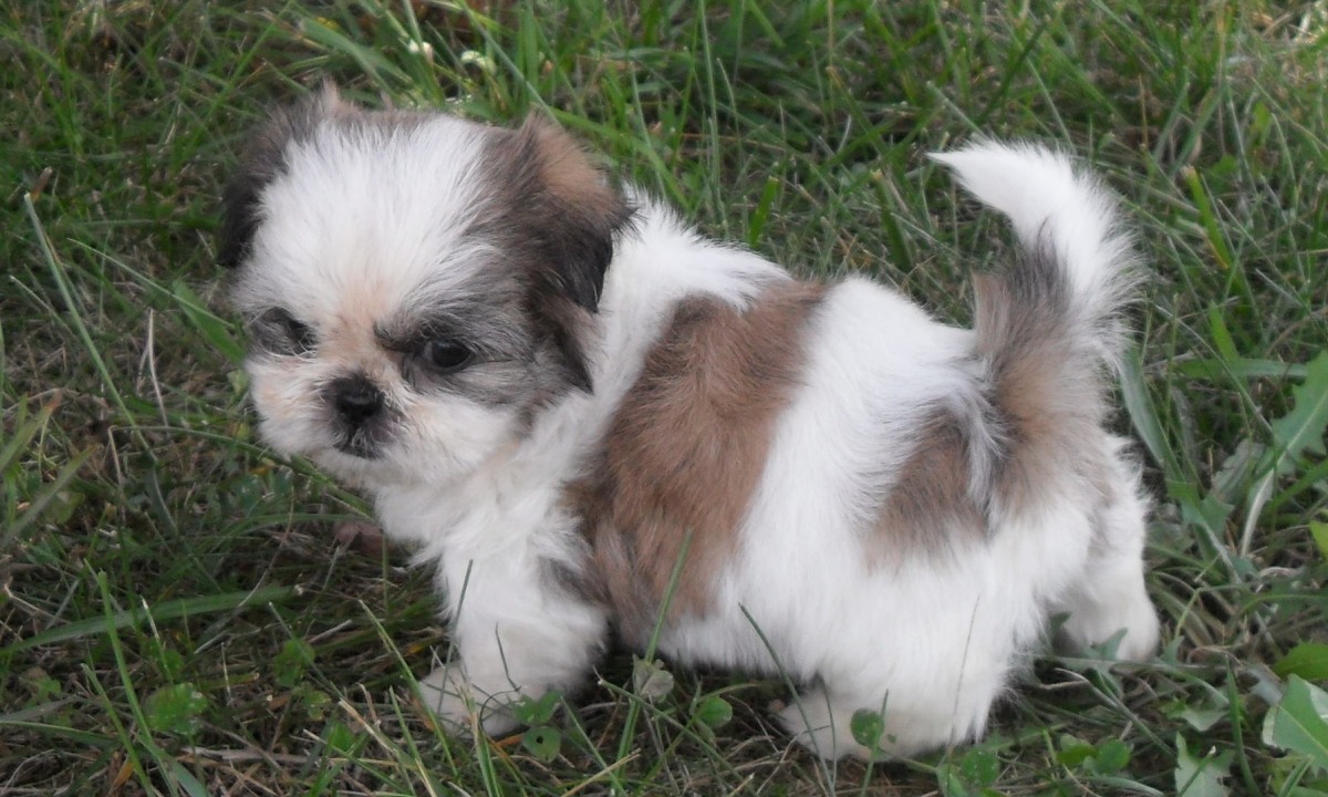 Shih Tzu Dog: Shih Cute Shih Tzu Puppies Pictures And Breed