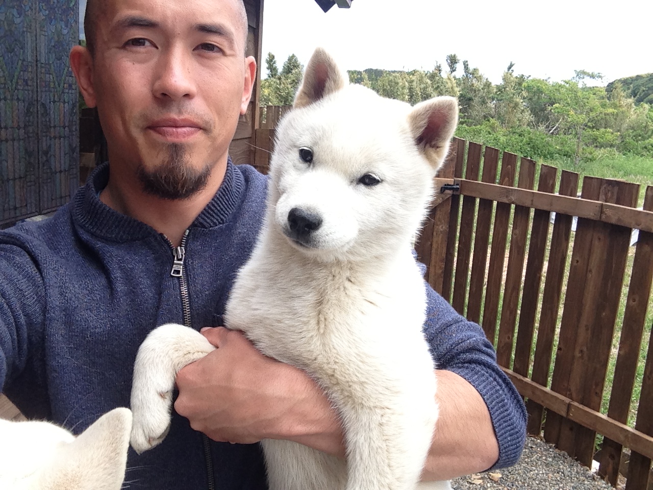 Shikoku Ken Puppies: Shikoku A Gaggle Of Hokkaido Puppies Breed