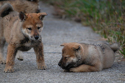 Shikoku Ken Puppies: Shikoku Index Breed