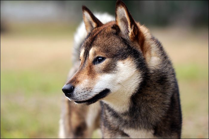 Shikoku Ken Dog: Shikoku Shikoku Dog Breed