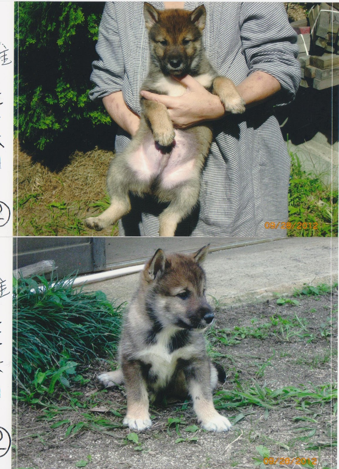 Shikoku Ken Puppies: Shikoku Shikoku Puppies Fall Breed