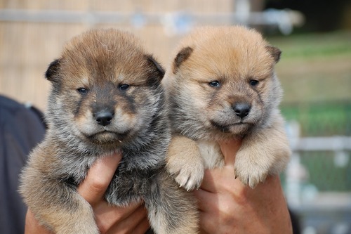 Shikoku Ken Puppies: Shikoku Shikokuinu Breed