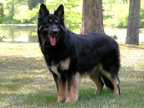 Shiloh Shepherd Dog: Shiloh Open Breed