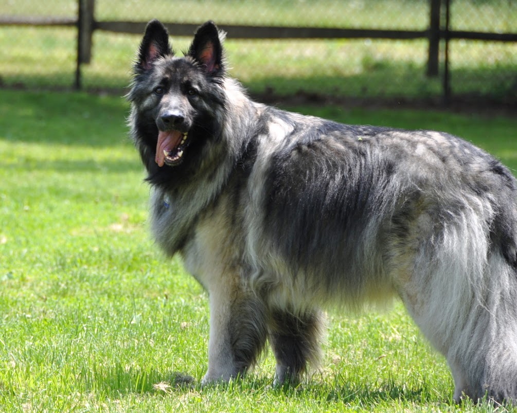 Shiloh Shepherd Dog: Shiloh Shiloh Shepherd Dog On The Grass Breed