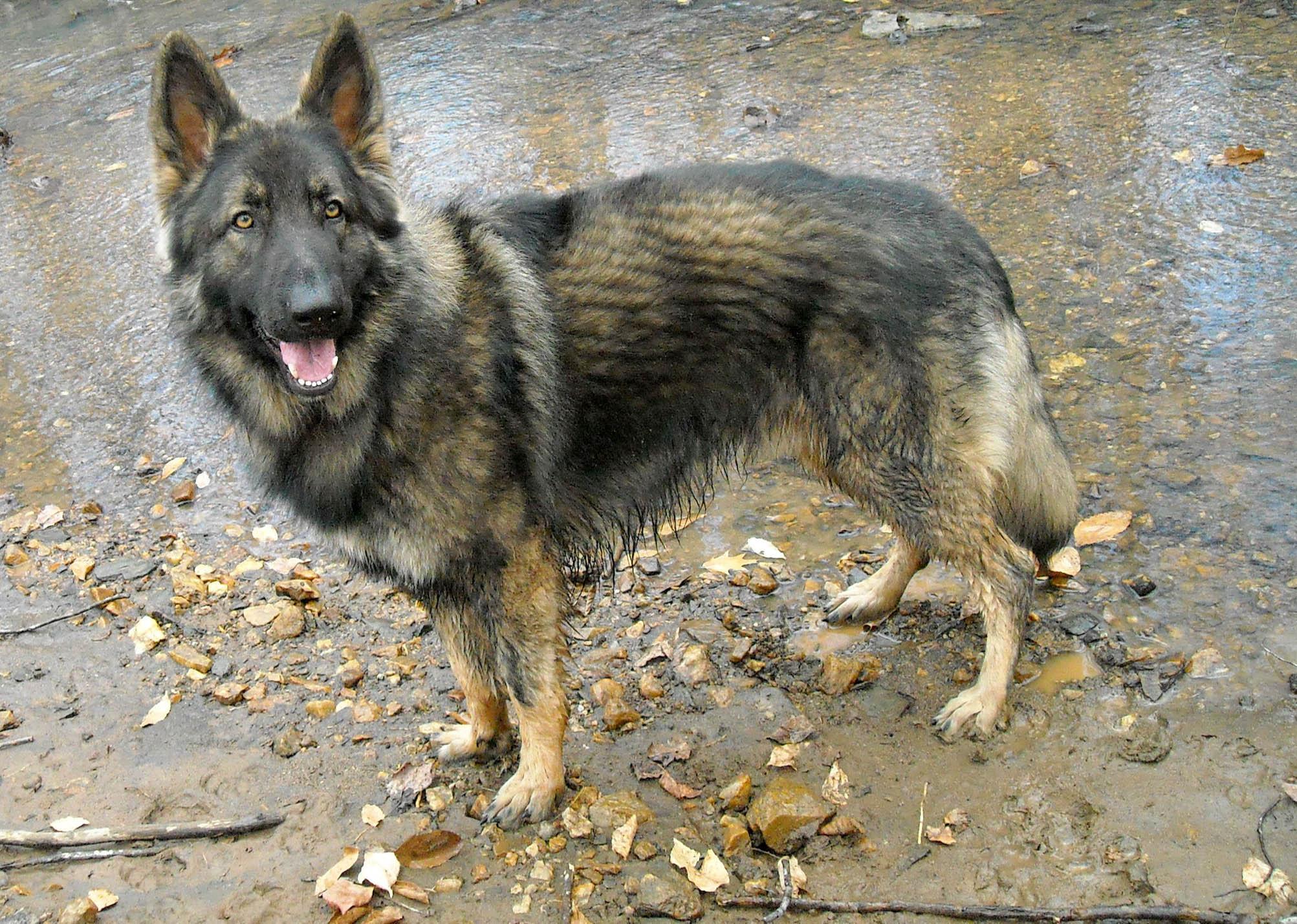 Shiloh Shepherd Dog: Shiloh Shiloh Shepherd Dog On The Road Breed
