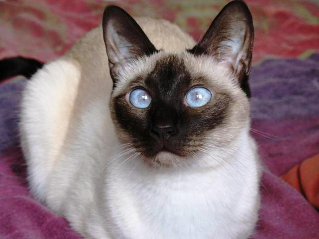 Siamese Cat: Siamese About The Siamese Cat Breed