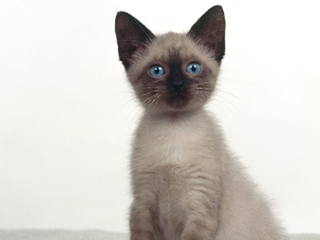 Siamese Kitten: Siamese Clhbwvzzsbraxrzwz Breed
