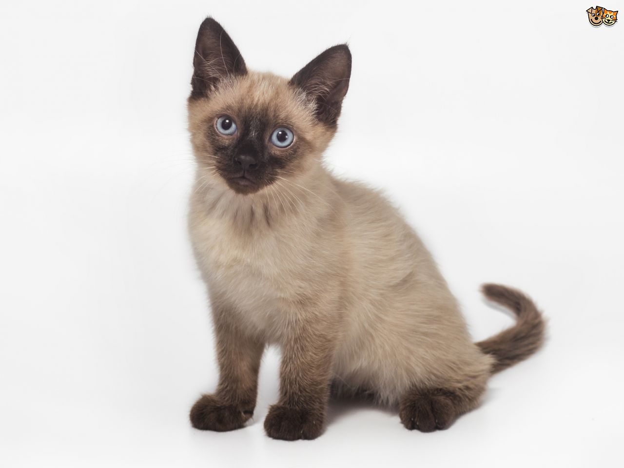 Siamese Cat: Siamese Five Universal Personality Traits Of The Siamese Cat Breed