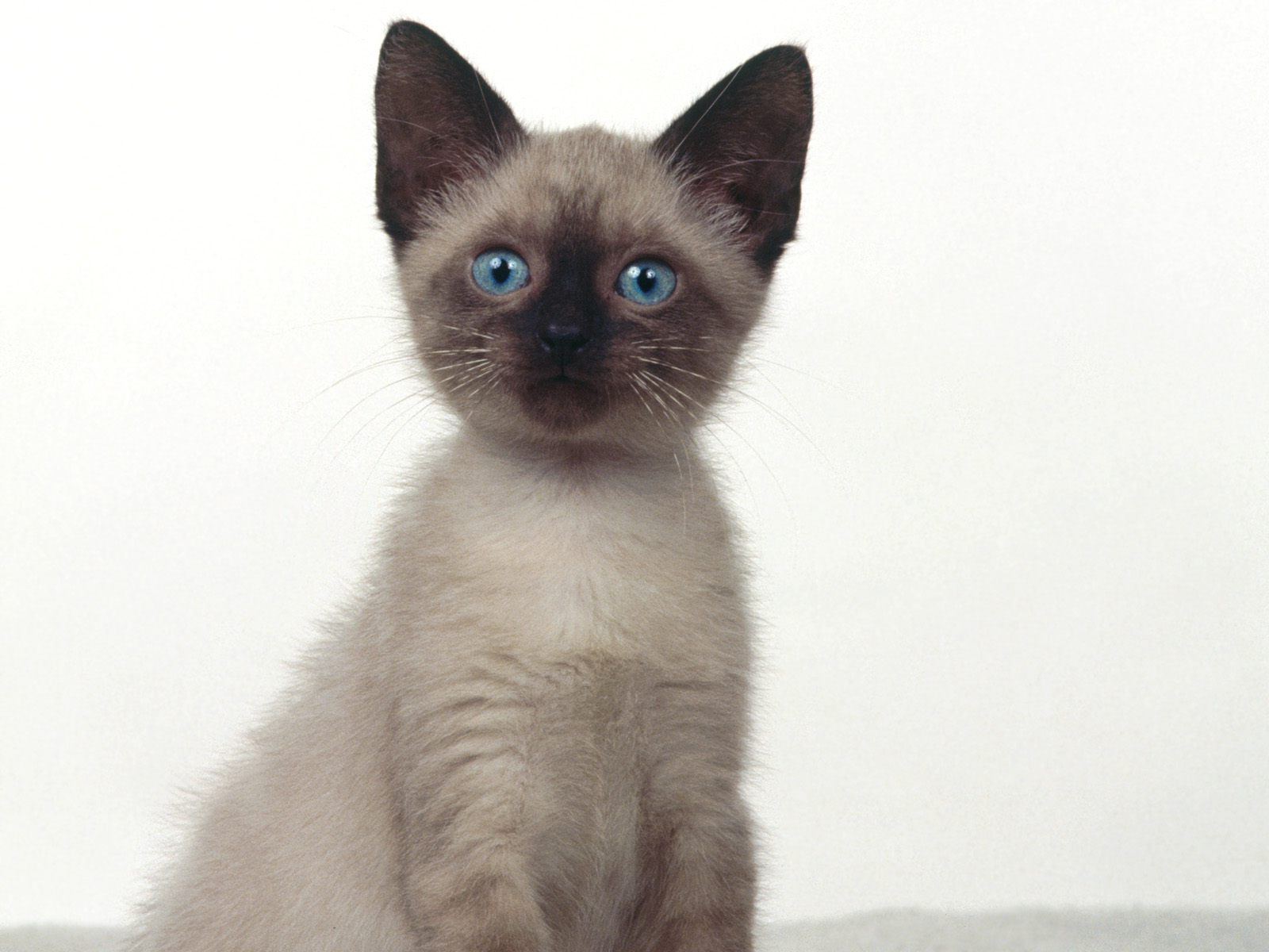 Siamese Kitten: Siamese Siamese Cat Breed