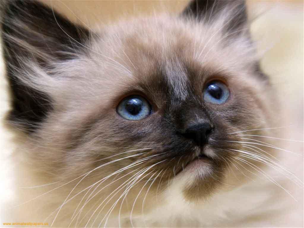 Siamese Kitten: Siamese Siamese Cats Breed