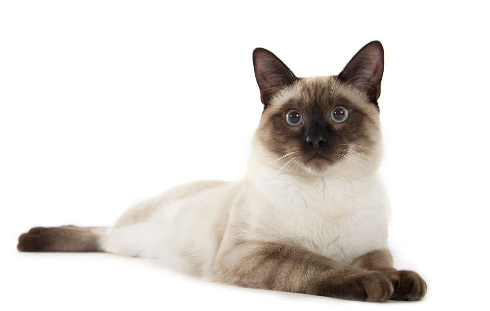 Siamese Cat: Siamese Traditional Siamese Cat Breed