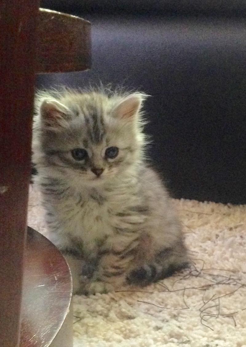 Siberian Kitten: Siberian Availablesiberiankittens Breed