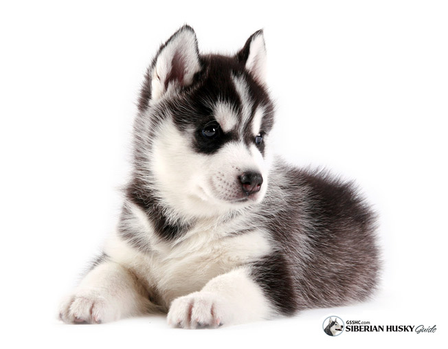 Siberian Husky Puppies: Siberian Before You Buy A Siberian Husky Puppy Breed