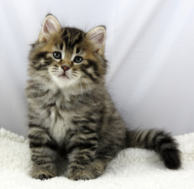 Siberian Kitten: Siberian Buying A Mystic Melody Kitten Breed