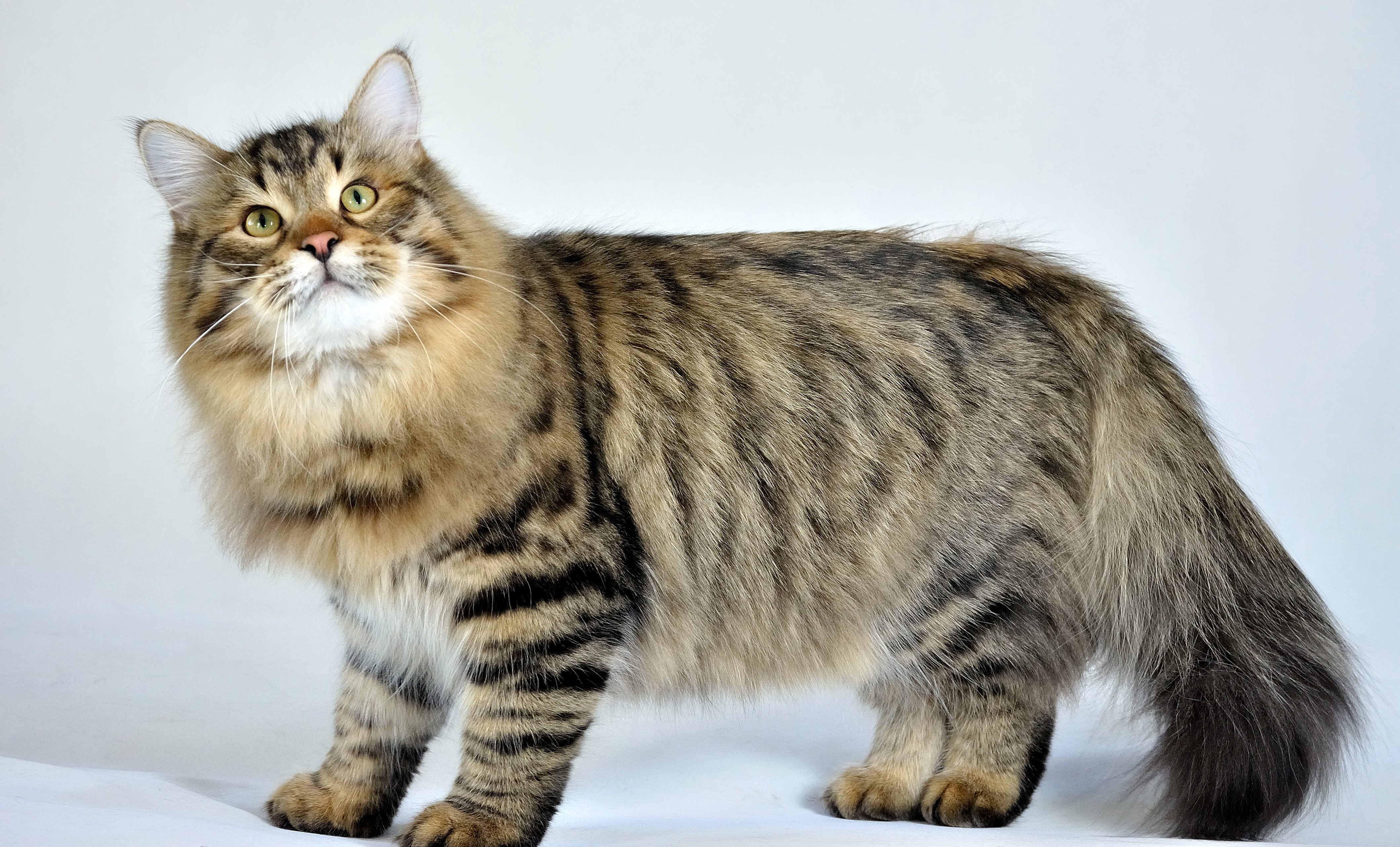 Siberian Cat: Siberian Funnycats Breed