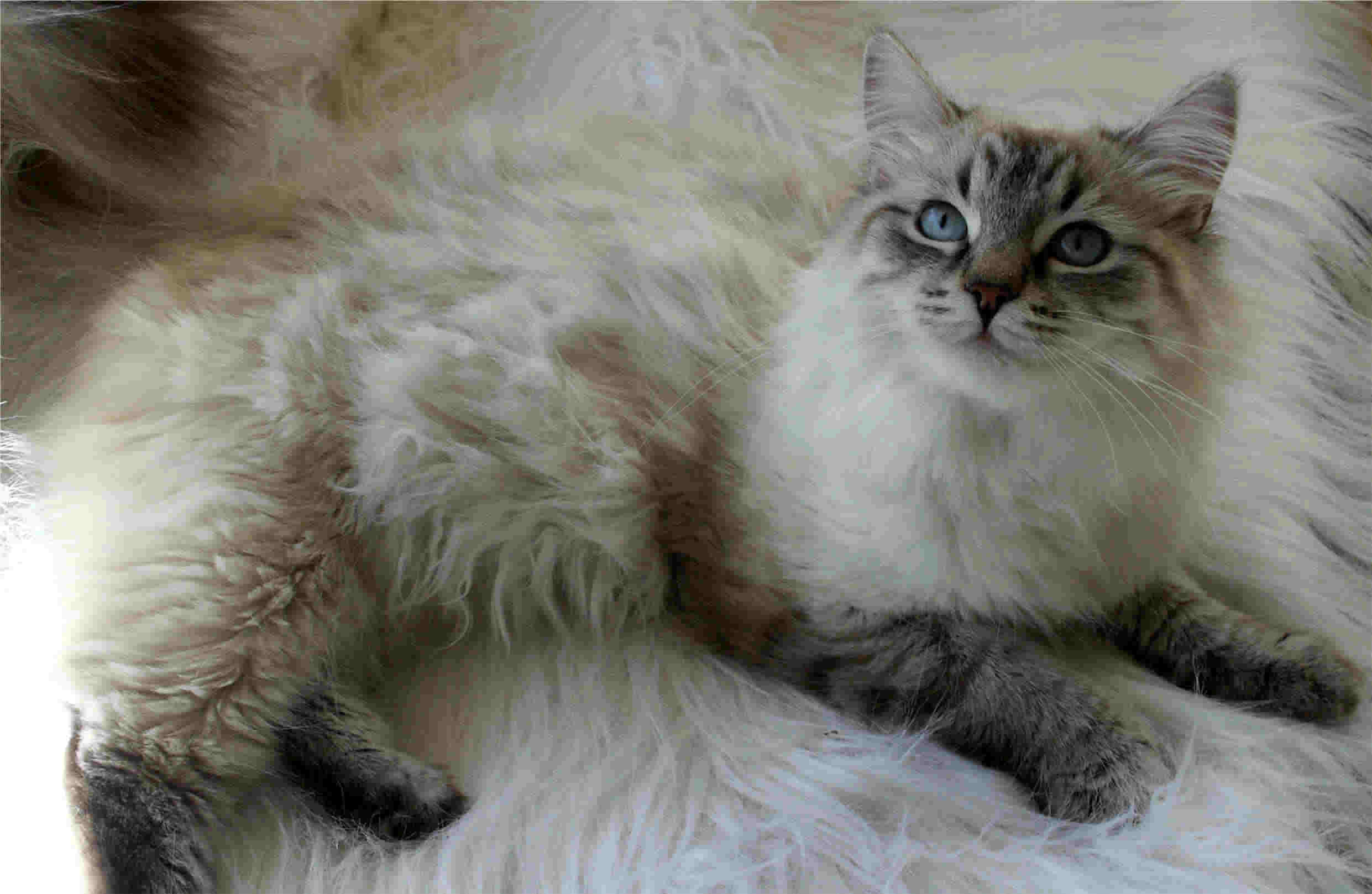 Siberian Cat: Siberian Httpwwwtiptopglobecombig Siberian Cat Jpg Breed