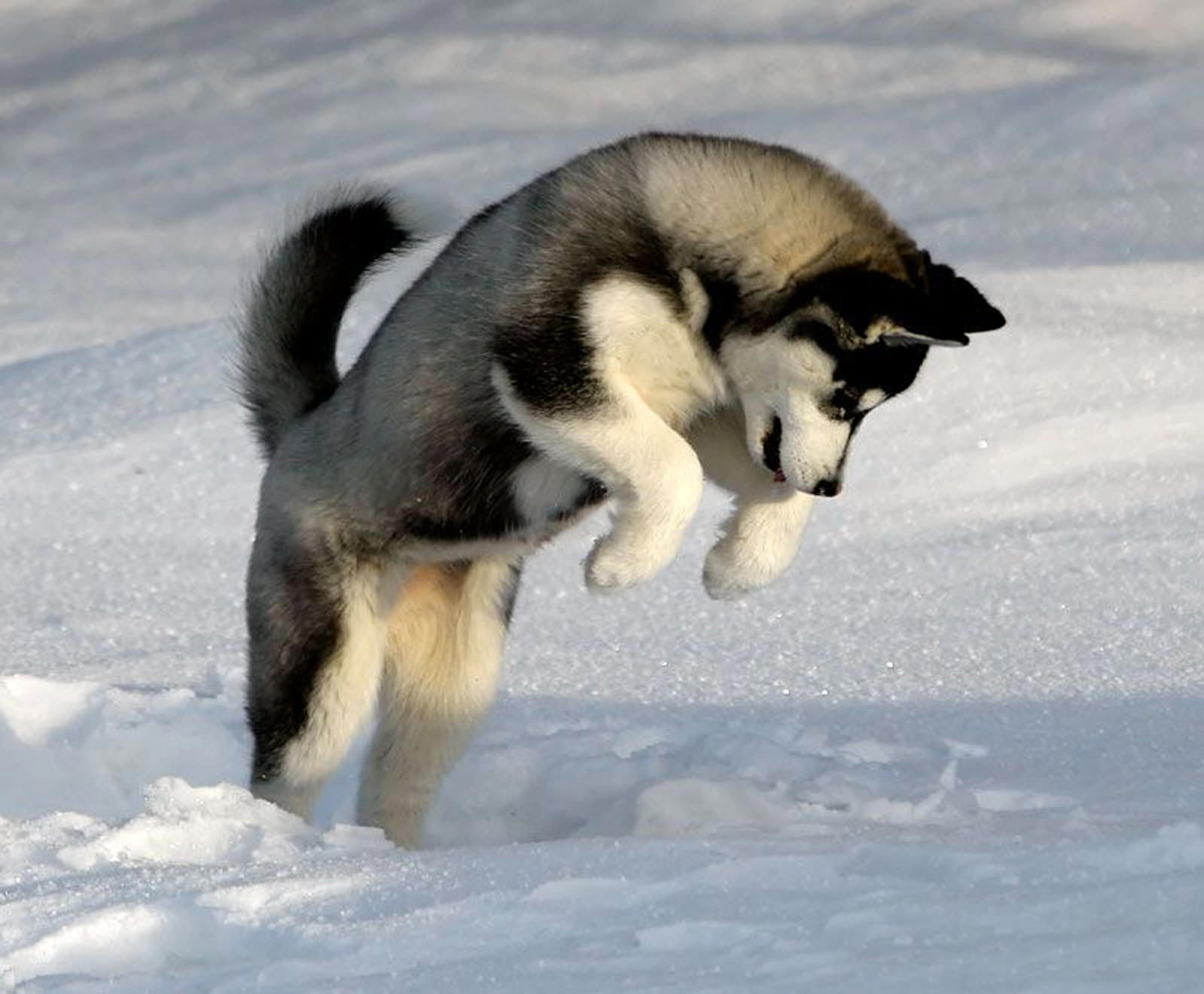 Siberian Husky Dog: Siberian Husky Temperament Breed