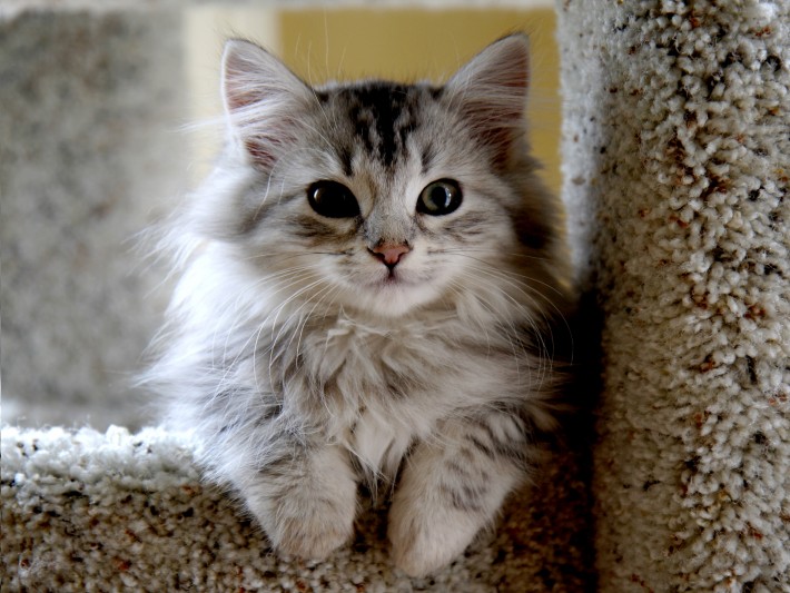 Siberian Kitten: Siberian Kitten Grooming Sessions Breed