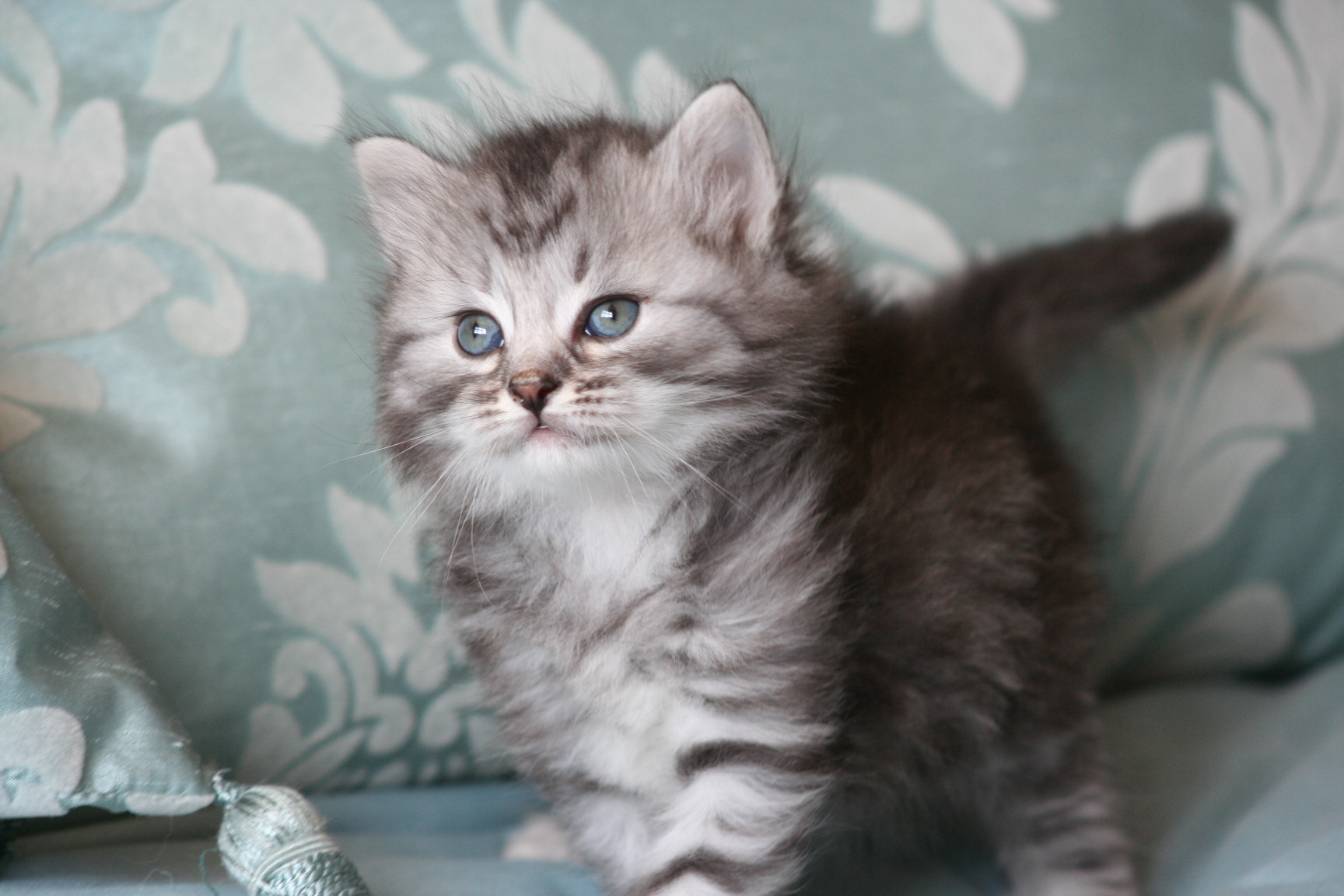 Siberian Kitten: Siberian Ourcats Breed