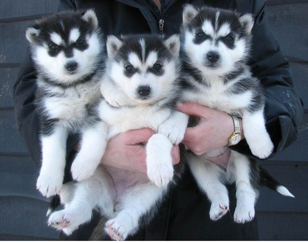 Siberian Husky Puppies: Siberian Puppies Breed