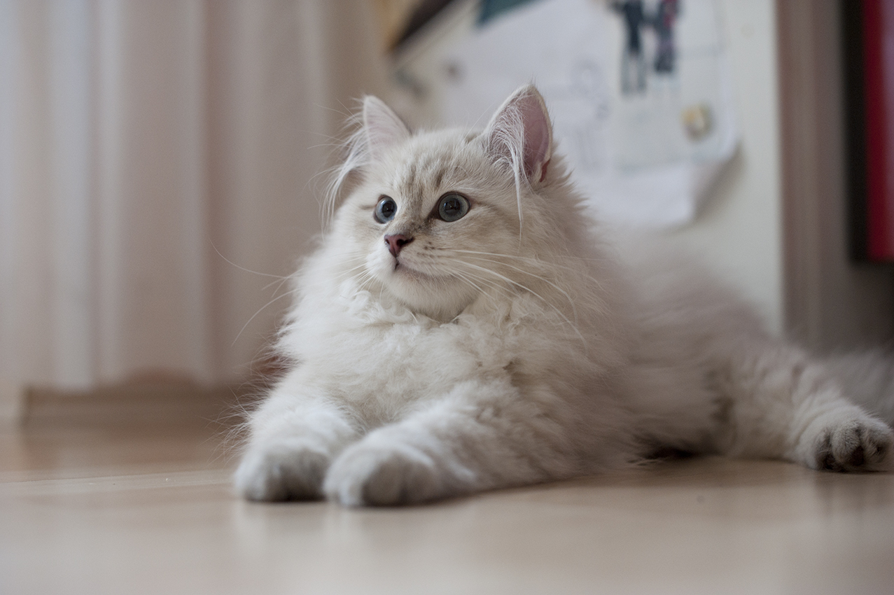 Siberian Cat: Siberian Siberian Cat Breed