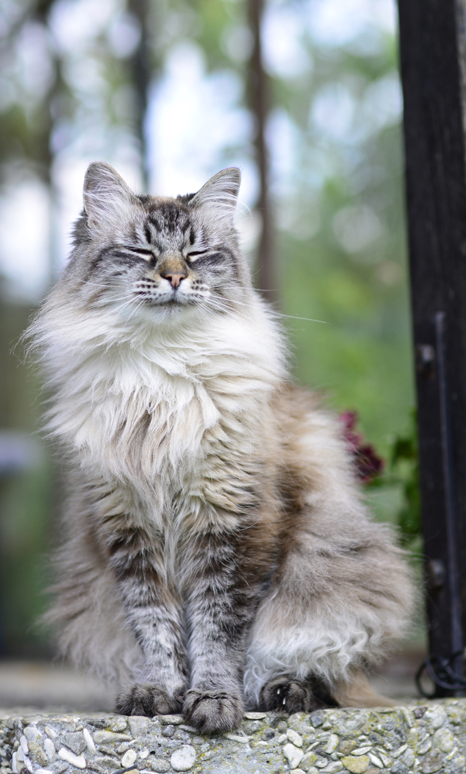Siberian Kitten: Siberian Siberian Cats Breed