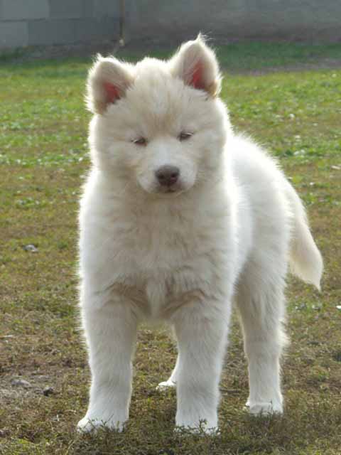 Siberian Husky Dog: Siberian Siberian Husky Dog Breeders Pictures
