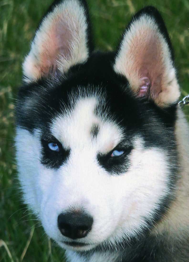 Siberian Husky Dog: Siberian Siberian Husky Dog Specs Pictures Breed