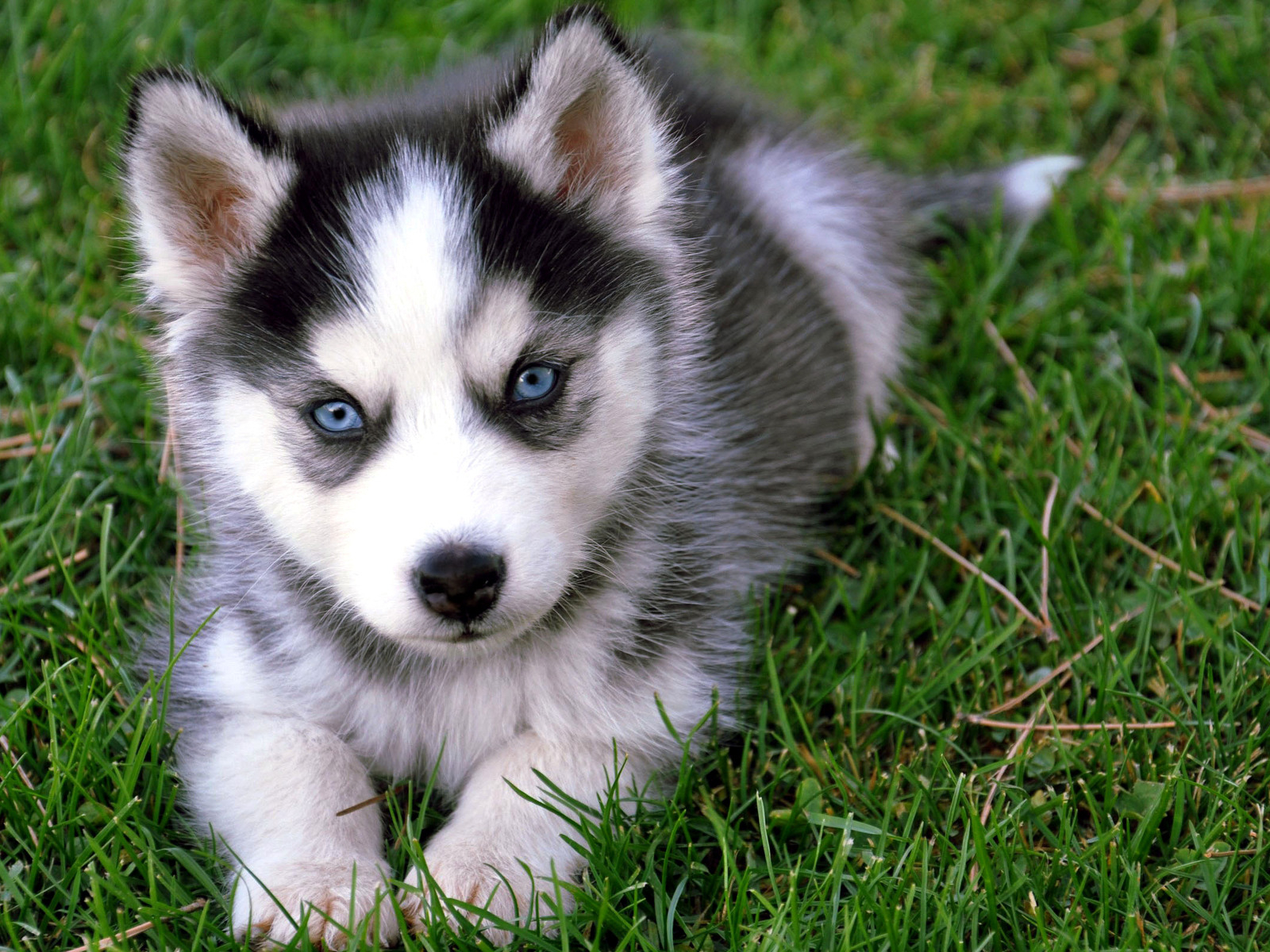 Siberian Husky Puppies: Siberian Siberian Husky Dog Training And Caring Breed
