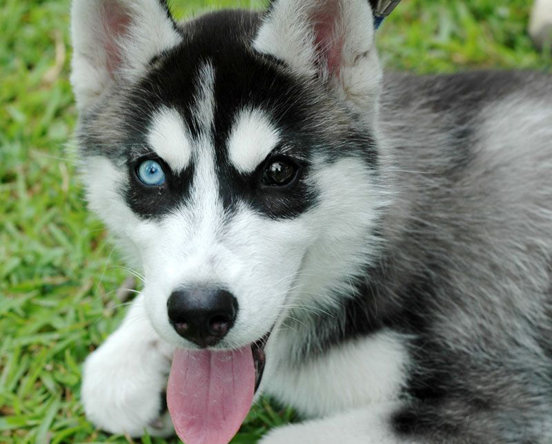 Siberian Husky Puppies: Siberian Siberian Husky Puppy Puppies Breed