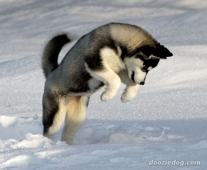 Siberian Husky Puppies: Siberian Siberian Husky True Winter Dog Breed