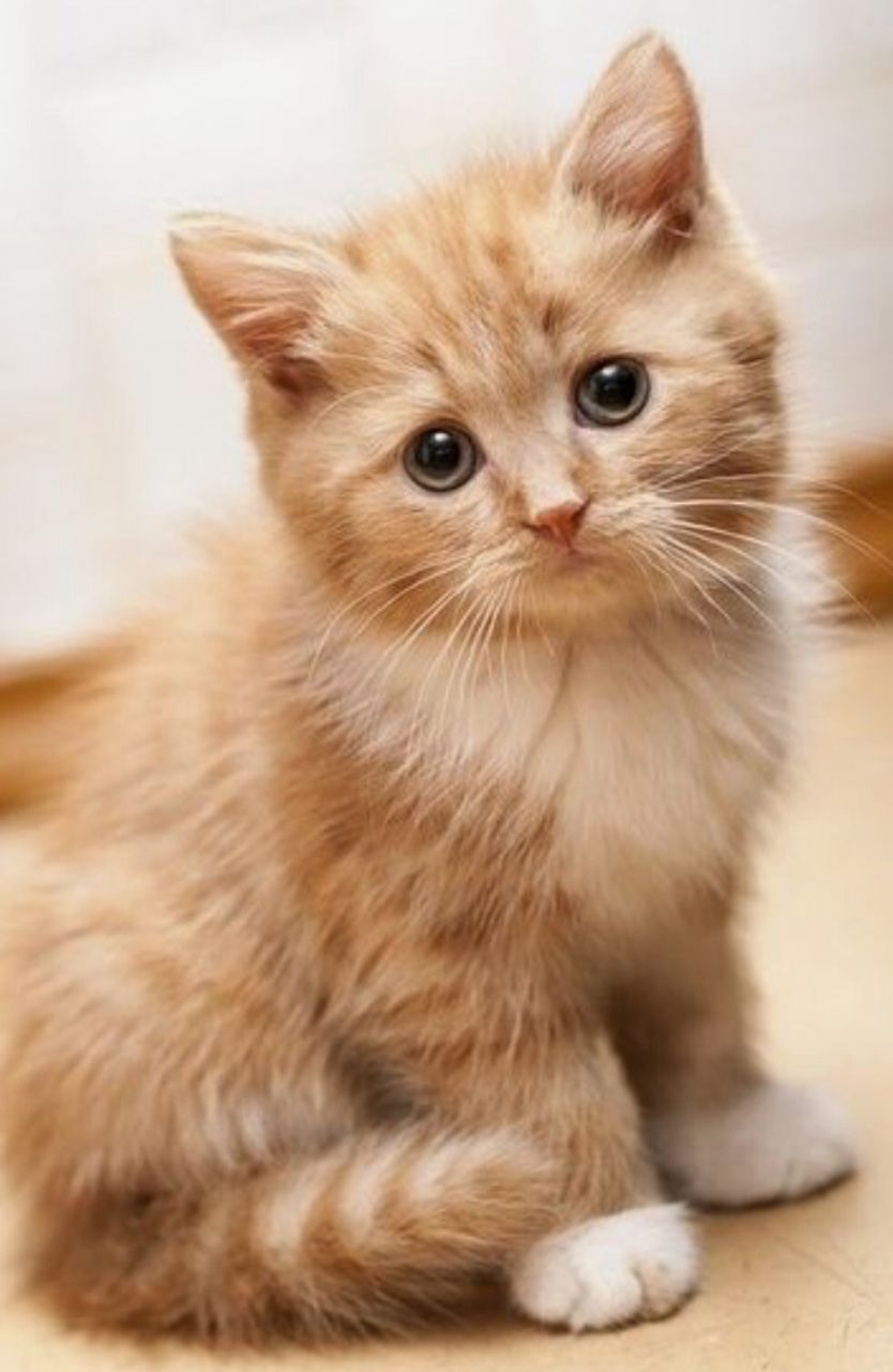 Siberian Kitten: Siberian Siberian Kittens Ready Now Milton Keynes Breed
