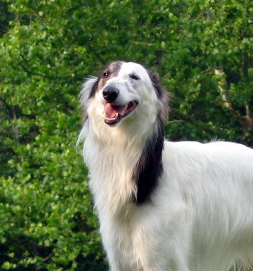 Silken Windhound Dog: Silken Breed